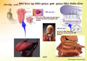 0007_ජිහ්වා_සහ_ඝ්‍රාණ_ප්‍රසාද.jpg