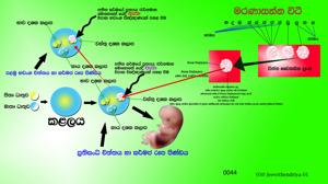 0044_ජීවිතේන්ද්‍රිය.jpg