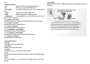 0017_B_චෛතසික_පරමාර්ථ_ධර්ම_52.png