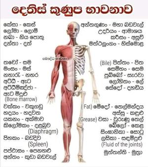 දෙතිස්_කුණුප_භාවනාව.jpeg